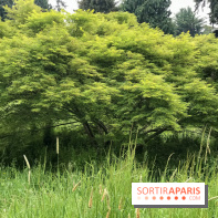 L'Arboretum de Versailles - Chevreloup