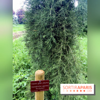 L'Arboretum de Versailles - Chevreloup