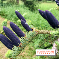 L'Arboretum de Versailles - Chevreloup