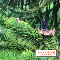 L'Arboretum de Versailles - Chevreloup