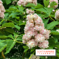 L'Arboretum de Versailles - Chevreloup