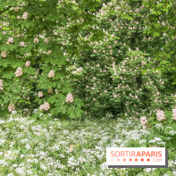 L'Arboretum de Versailles - Chevreloup