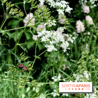 L'Arboretum de Versailles - Chevreloup