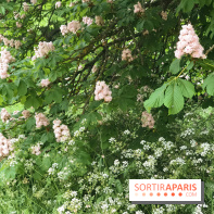 L'Arboretum de Versailles - Chevreloup