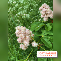 L'Arboretum de Versailles - Chevreloup