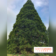 L'Arboretum de Versailles - Chevreloup
