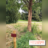 L'Arboretum de Versailles - Chevreloup