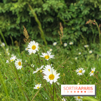 L'Arboretum de Versailles - Chevreloup