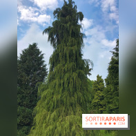 L'Arboretum de Versailles - Chevreloup