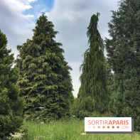 L'Arboretum de Versailles - Chevreloup