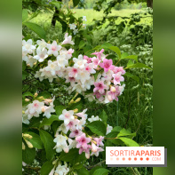 L'Arboretum de Versailles - Chevreloup