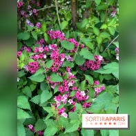 L'Arboretum de Versailles - Chevreloup