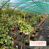 L'Arboretum de Versailles - Chevreloup