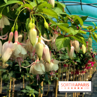 L'Arboretum de Versailles - Chevreloup