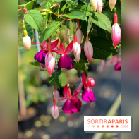 L'Arboretum de Versailles - Chevreloup