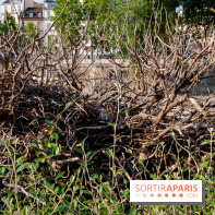 Fête de la Nature 2018 : les oiseaux de Paris