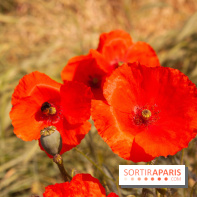 Fête de la Nature 2018 : les oiseaux de Paris