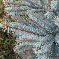 Noël 2020 : notre best of des Sapins de Noël 