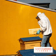 DOMUS se lance dans la production de miel