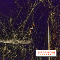 Carte Blanche à Tomas Saraceno au Palais de Tokyo