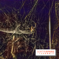 Carte Blanche à Tomas Saraceno au Palais de Tokyo