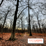 visuel île de france - balade forêt - nature