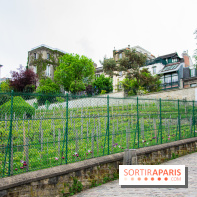 Visuel Paris vignes Montmartre