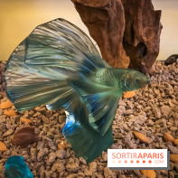 Chocolat de Pâques 2019 au Prince de Galles