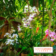 Mille et une Orchidées 2019 au Jardin des Plantes, les photos