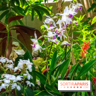 Mille et une Orchidées 2019 au Jardin des Plantes, les photos