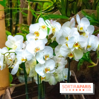 Mille et une Orchidées 2019 au Jardin des Plantes, les photos