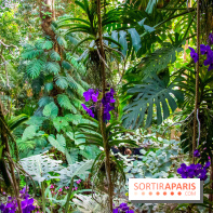 Mille et une Orchidées 2019 au Jardin des Plantes, les photos