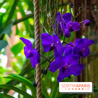Mille et une Orchidées 2019 au Jardin des Plantes, les photos