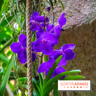 Mille et une Orchidées 2019 au Jardin des Plantes, les photos