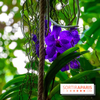 Mille et une Orchidées 2019 au Jardin des Plantes, les photos