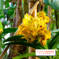 Mille et une Orchidées 2019 au Jardin des Plantes, les photos