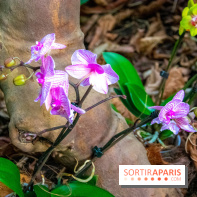 Mille et une Orchidées 2019 au Jardin des Plantes, les photos