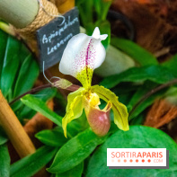 Mille et une Orchidées 2019 au Jardin des Plantes, les photos