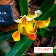 Mille et une Orchidées 2019 au Jardin des Plantes, les photos