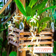 Mille et une Orchidées 2019 au Jardin des Plantes, les photos