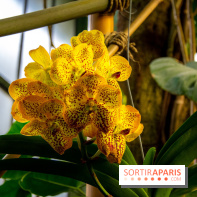 Mille et une Orchidées 2019 au Jardin des Plantes, les photos