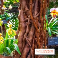 Mille et une Orchidées 2019 au Jardin des Plantes, les photos