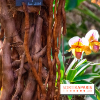 Mille et une Orchidées 2019 au Jardin des Plantes, les photos