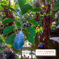 Mille et une Orchidées 2019 au Jardin des Plantes, les photos