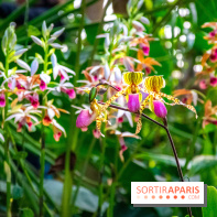 Mille et une Orchidées 2019 au Jardin des Plantes, les photos