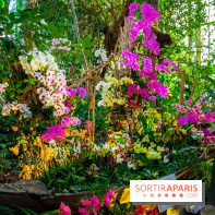 Mille et une Orchidées 2019 au Jardin des Plantes, les photos