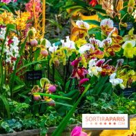 Mille et une Orchidées 2019 au Jardin des Plantes, les photos