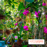 Mille et une Orchidées 2019 au Jardin des Plantes, les photos