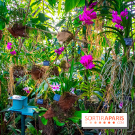 Mille et une Orchidées 2019 au Jardin des Plantes, les photos