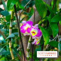 Mille et une Orchidées 2019 au Jardin des Plantes, les photos